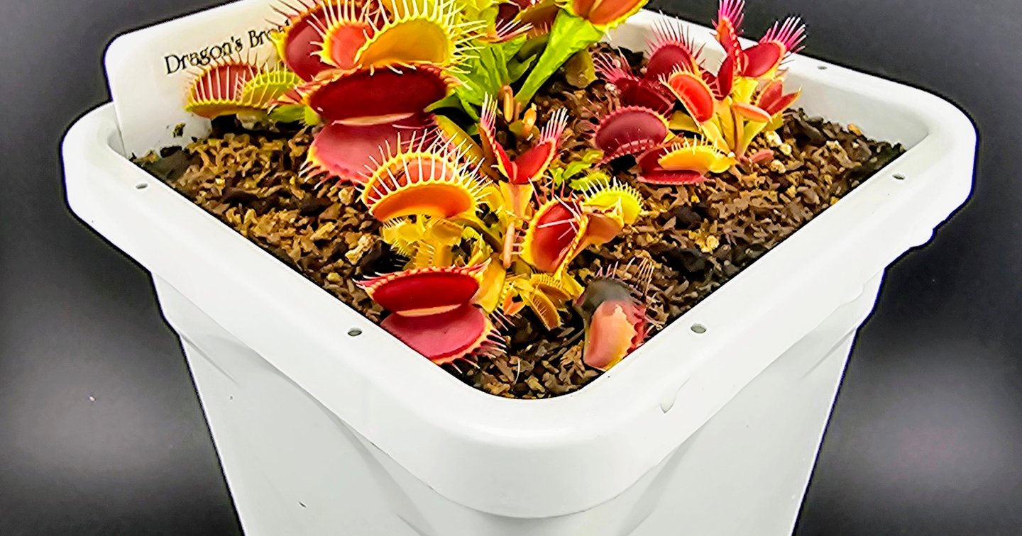 Dionaea m. Dragons Breath | Carnivorous Plant Sales